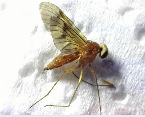Chrysopilus laetus