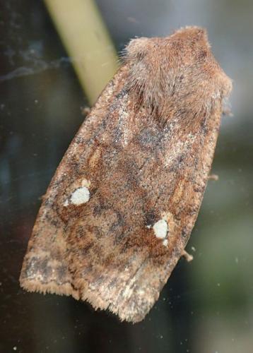 Eupsilia sp.