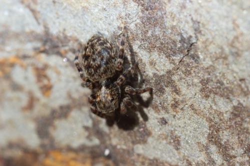 Pseudeuophrys erratica