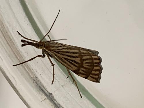 Réf. 260 697 : Chrysocrambus linetella