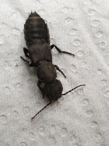Ocypus sp.