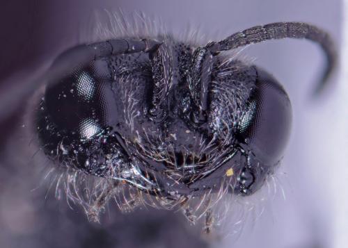 Pemphredon sp.