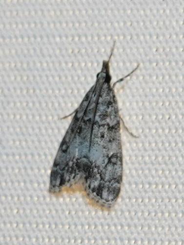 Réf. 260 452 : Eudonia lacustrata