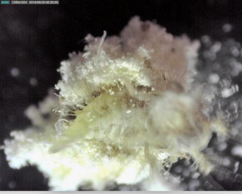 Réf. 260 675 : Pseudomallada sp.