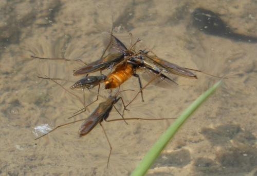 Réf. 260 025 : Gerris thoracicus