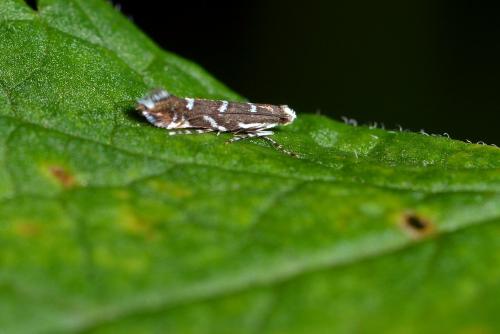 Réf. 260 696 : Parectopa robiniella
