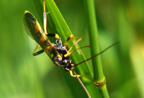 Réf. 260 788 : Amblyteles armatorius