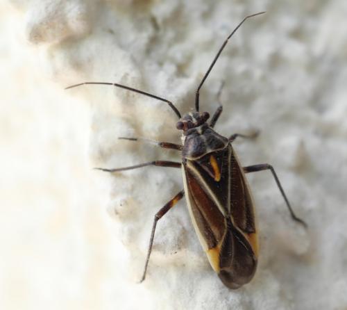 Horistus orientalis