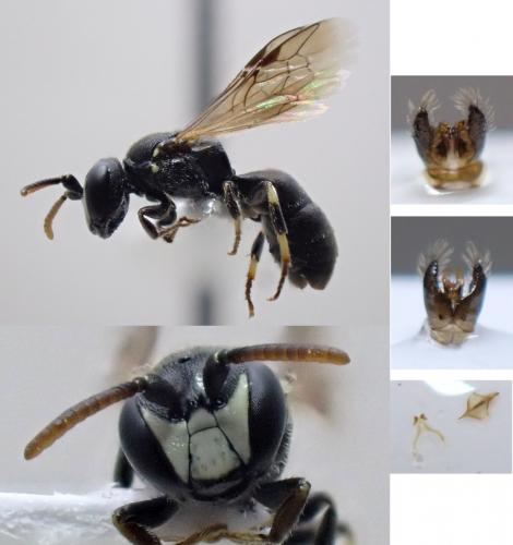 Réf. 260 597 : Hylaeus brevicornis