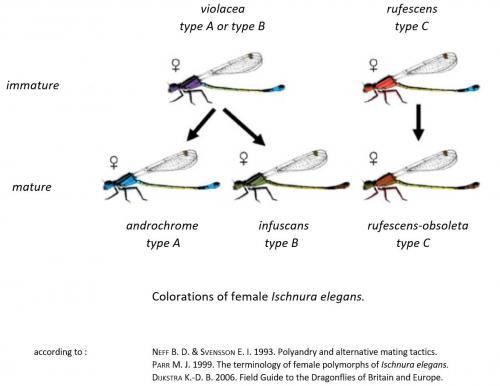 Ischnura elegans