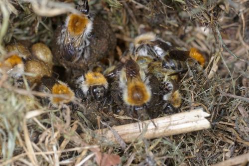 Réf. 260 100 : Bombus pascuorum