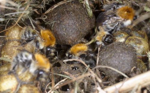 Réf. 260 101 : Bombus pascuorum