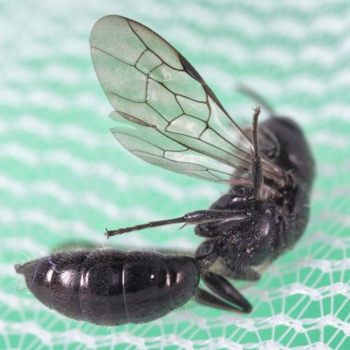 Réf. 260 880 : Pemphredon sp.