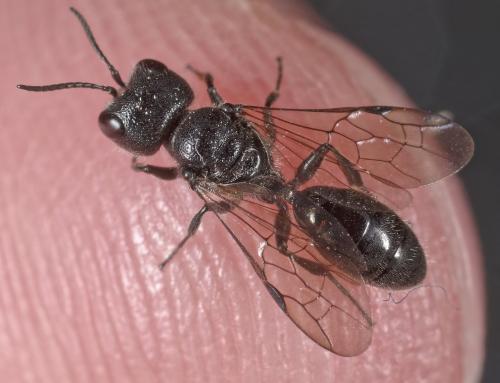 Pemphredon sp.