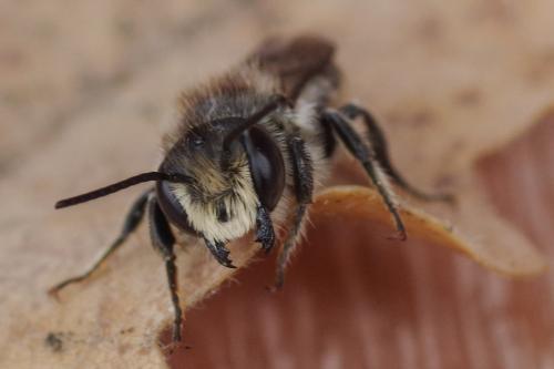 Megachile sp.