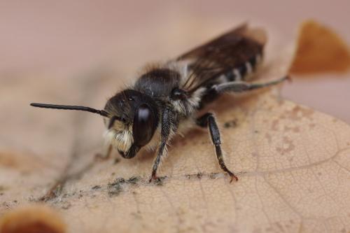 Megachile sp.