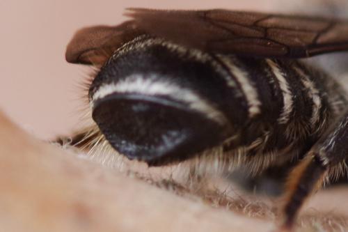 Megachile sp.