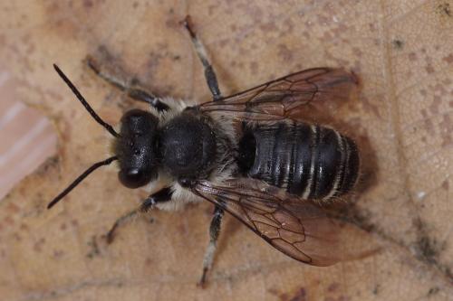 Megachile sp.