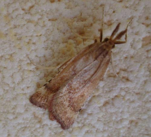 Réf. 260 199 : Synaphe punctalis