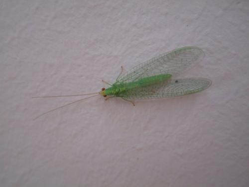 Pseudomallada flavifrons
