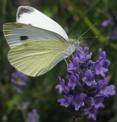 Réf. 260 002 : Pieris mannii