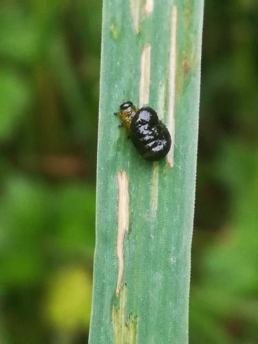 Oulema sp.