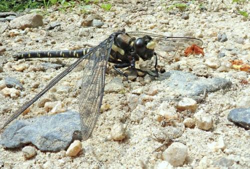 Réf. 260 139 : Tanypteryx pryeri