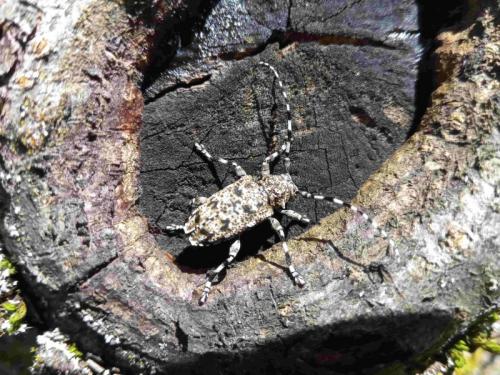 Réf. 260 388 : Aegomorphus sp.