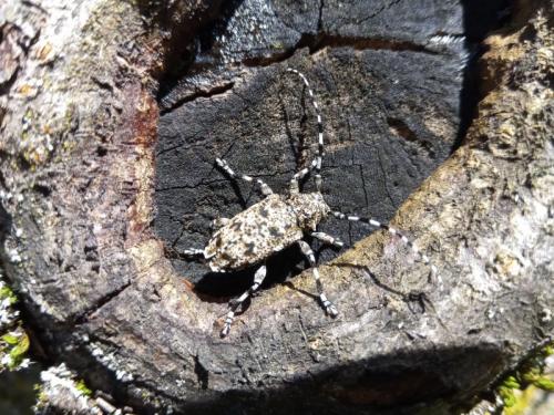 Aegomorphus sp.