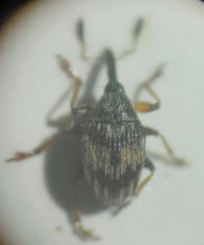 Réf. 260 397 : Nanophyes marmoratus