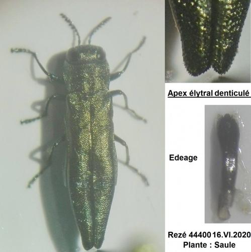 Réf. 260 564 : Agrilus viridis