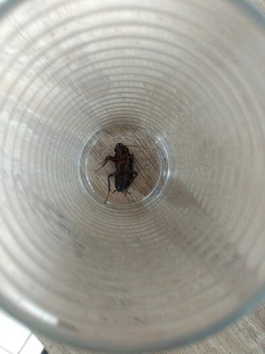 Blatta orientalis