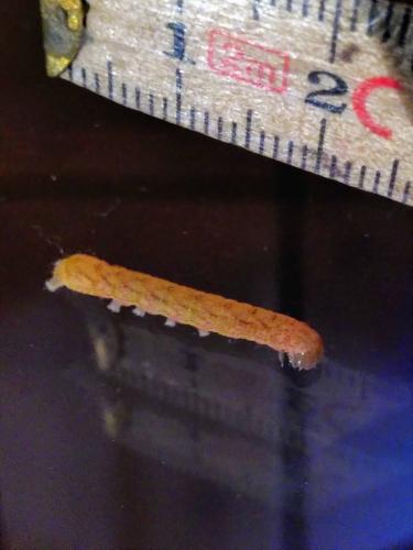 Réf. 260 719 : Phlogophora meticulosa