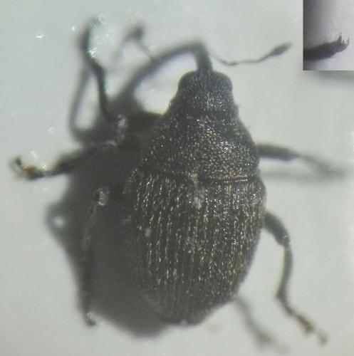 Sirocalodes depressicollis