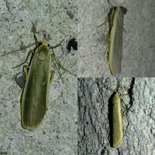 Eilema lurideola