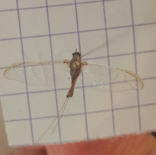 Cloeon dipterum
