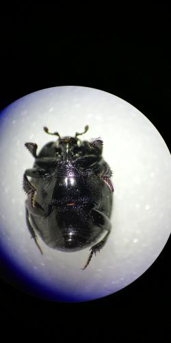 Réf. 260 824 : Saprinus semistriatus