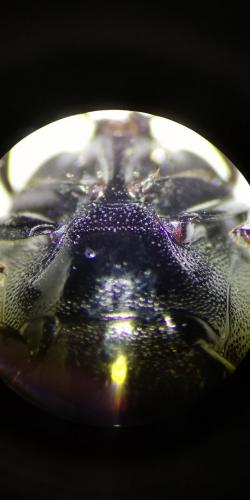Réf. 260 825 : Saprinus semistriatus