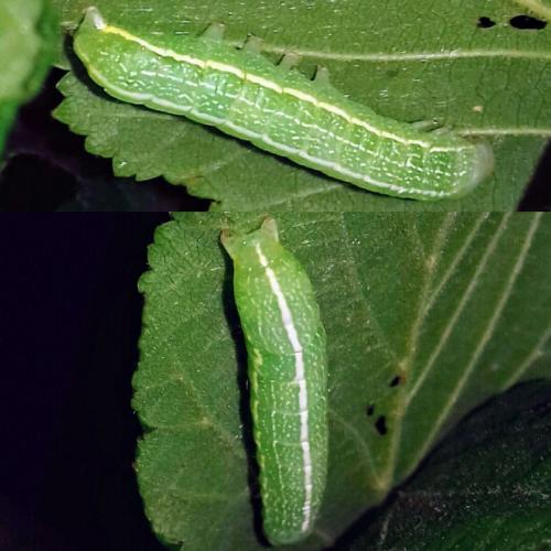Réf. 260 935 : Orthosia incerta