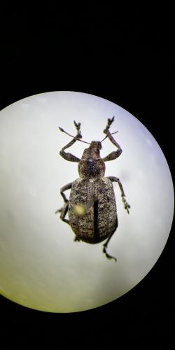 Liophloeus tessulatus