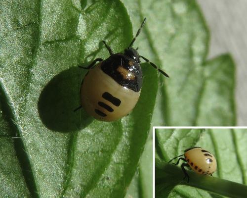 Réf. 260 471 : Tritomegas bicolor