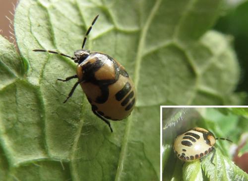 Réf. 260 472 : Tritomegas bicolor