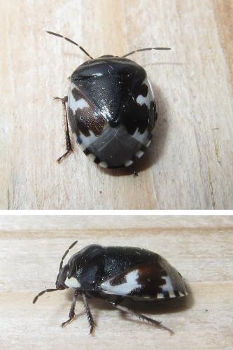 Réf. 260 473 : Tritomegas bicolor