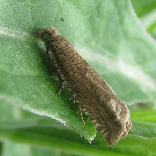 Pelochrista sp.