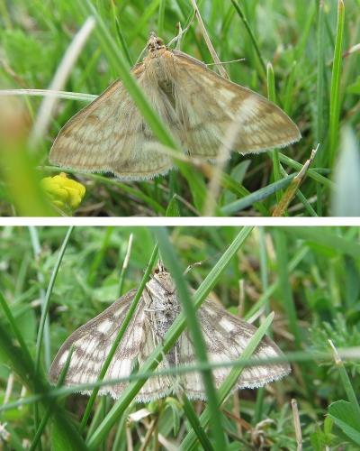 Réf. 260 488 : Sitochroa verticalis