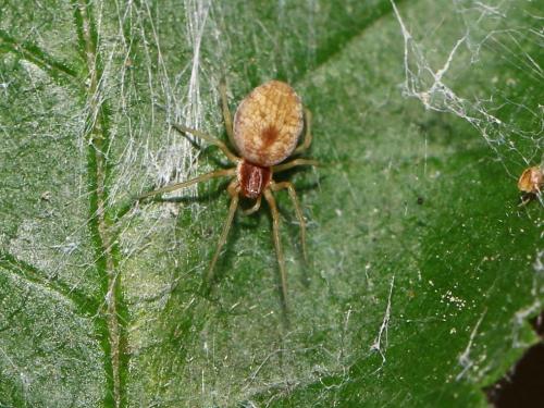 Nigma flavescens