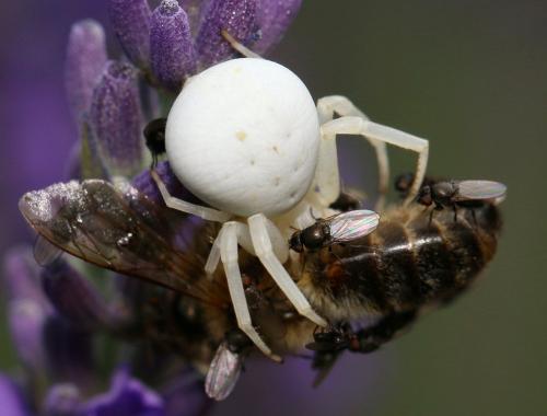 Desmometopa sp.