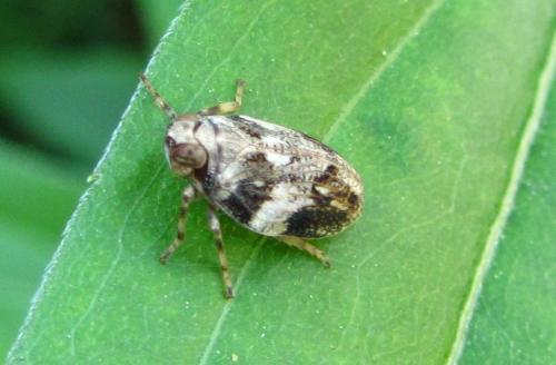 Issus coleoptratus