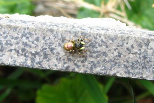 Réf. 260 576 : Heliophanus auratus