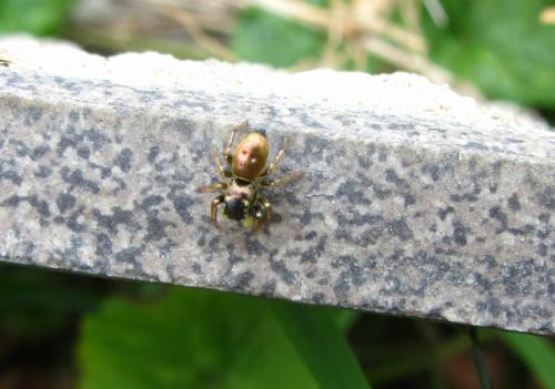 Réf. 260 575 : Heliophanus auratus
